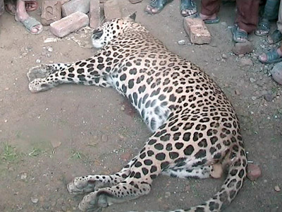 villagers kill another leopard in ajk villagers kill another leopard in ajk