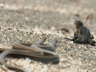 iguana versus the snakes the greatest tv moment ever