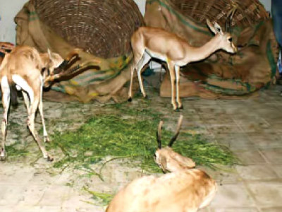 wildlife five arrested for illegal hunting in bahawalpur wildlife five arrested for illegal hunting in bahawalpur