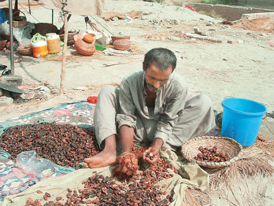 for sindh s nomads home is where the harvest season is