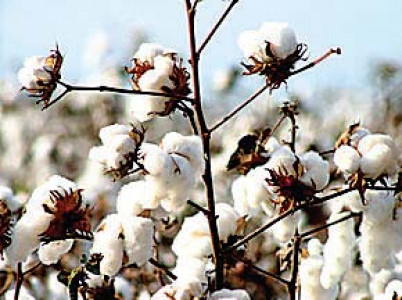 cell for certification of bt cotton seed planned cell for certification of bt cotton seed planned