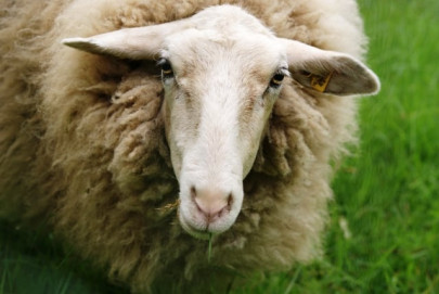 no trace of disease in imported australian sheep diplomat no trace of disease in imported australian sheep diplomat