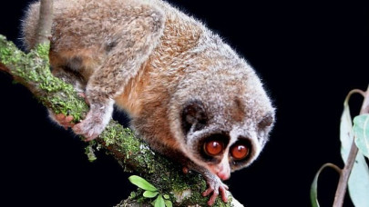 flier caught in india with monkey in his pants report flier caught in india with monkey in his pants report