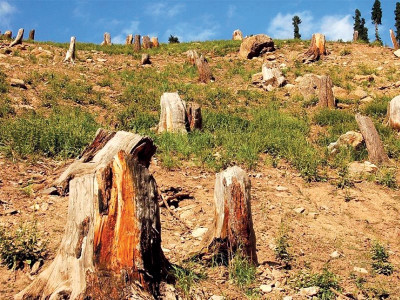 new forest policy in diamer fear of deforestation