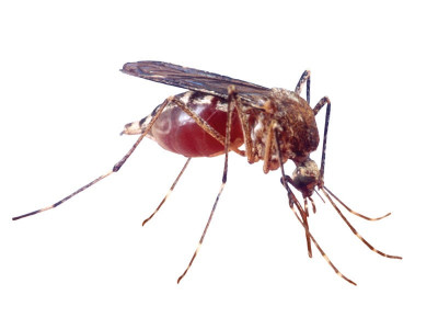 keeping the count five more test positive for dengue fever