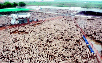 diseased animals livestock officials order culling of australian sheep diseased animals livestock officials order culling of australian sheep