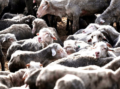 trader withdraws protective bail infected sheep trader withdraws protective bail infected sheep