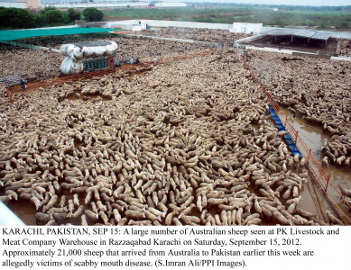 australian experts ask shc to order a halt on culling sheep australian experts ask shc to order a halt on culling sheep