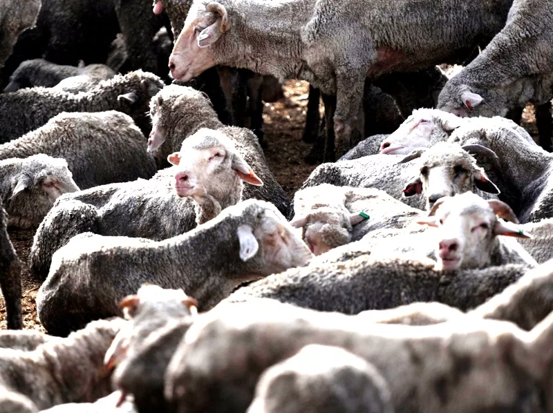 no anthrax culling of allegedly infected sheep stopped no anthrax culling of allegedly infected sheep stopped