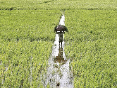 bumper harvest heavy rains raise prospects for rice crop bumper harvest heavy rains raise prospects for rice crop