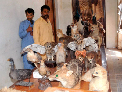 illegal hunting wildlife officials seize game trophies