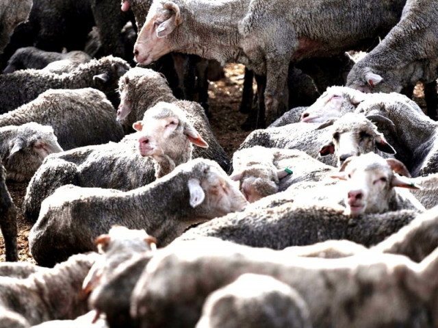 half the sheep dead or missing fresh headcount reveals
