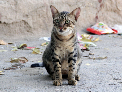 no death sentences just nine lives for this karachi court s furry friends