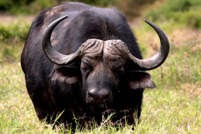 dozens of buffaloes die as fatal virus hits umerkot s villages
