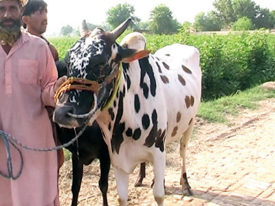 red chilies turmeric put in bulls eyes red chilies turmeric put in bulls eyes