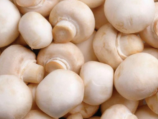 mushroom farming the fungal goldmine mushroom farming the fungal goldmine