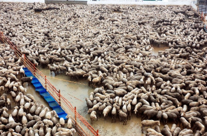 pakistan denies australian sheep mistreated