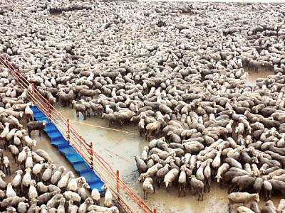 authorities deny sheep mistreated