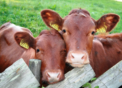 genetically engineered cow makes anti allergy milk