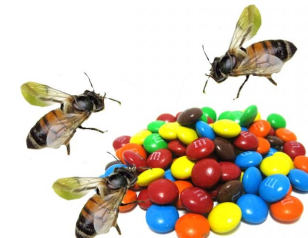 bees have a taste for m m s candy beekeepers discover bees have a taste for m m s candy beekeepers discover