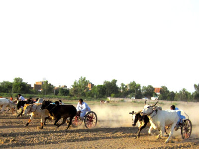 youth rabi kisan festival bull race most popular event of the day