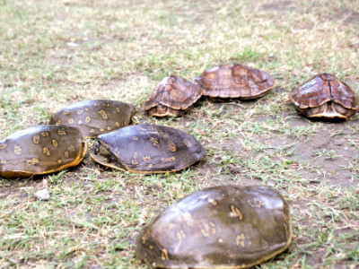 threatened species 34 turtles seized near pak china border threatened species 34 turtles seized near pak china border