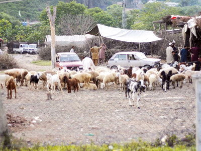 saidpur village animal market a place where some find themselves stuck and others find opportunities