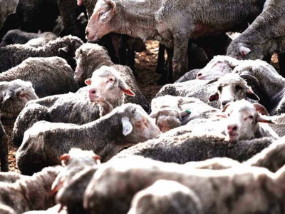 australian sheep saga quarantine act rules violated in import of sheep australian sheep saga quarantine act rules violated in import of sheep