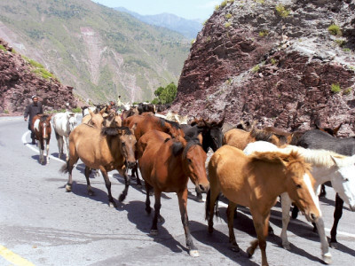 in search of greener pastures shepherds drive livestock downhill
