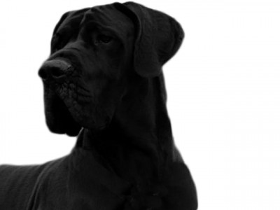 lawyer is a dog s best friend   in attack case