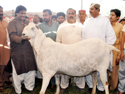 rajanpuri goats turn heads at islamabad cattle market rajanpuri goats turn heads at islamabad cattle market