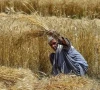 new wheat procurement policy to safeguard farmers new wheat procurement policy to safeguard farmers