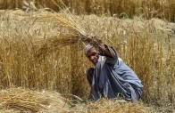 new wheat procurement policy to safeguard farmers