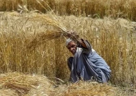 new wheat procurement policy to safeguard farmers