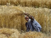 new wheat procurement policy to safeguard farmers