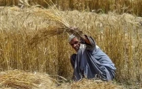 new wheat procurement policy to safeguard farmers