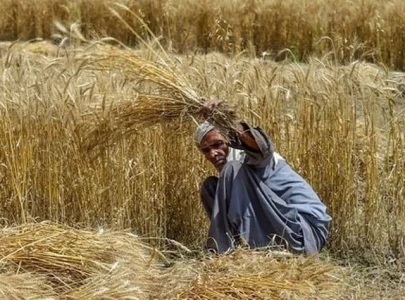 new wheat procurement policy to safeguard farmers new wheat procurement policy to safeguard farmers