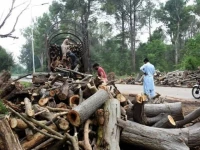 cda chief in dock over tree felling