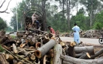 cda chief in dock over tree felling