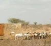 grazing lands under pressure amid water woes