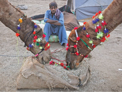 retired army man milks cattle market for all its worth ahead of eid retired army man milks cattle market for all its worth ahead of eid