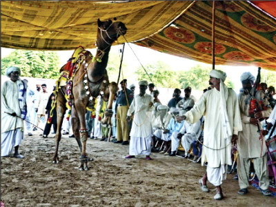 camel milk competition held in bahawalpur