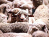 ecc declines live animal exports to kuwait ecc declines live animal exports to kuwait