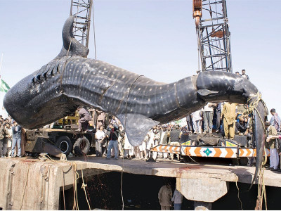 from dead fish to national heritage karachi s whale shark s journey nearly complete from dead fish to national heritage karachi s whale shark s journey nearly complete