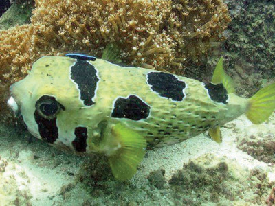 protecting our marine life