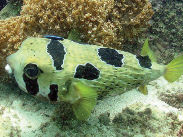 protecting our marine life protecting our marine life