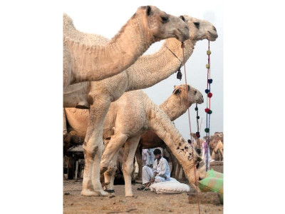 the man who makes the mandi meet chaudhry saheb the man who makes the mandi meet chaudhry saheb