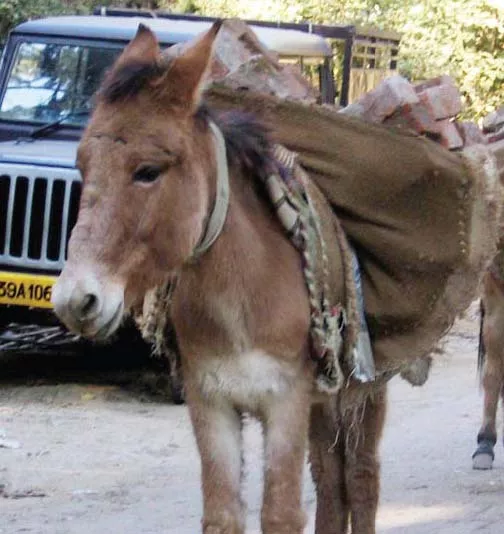 using a donkey using a donkey