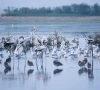 this handout photograph released on november 27 2023 shows a flock of greater flamingo phoenicopterus roseus at the clifton beach in karachi tucked away in an unchecked urban sprawl flamingos and dalmatian pelicans laze in the shallow wetlands azure waters near the pakistani coast photo an