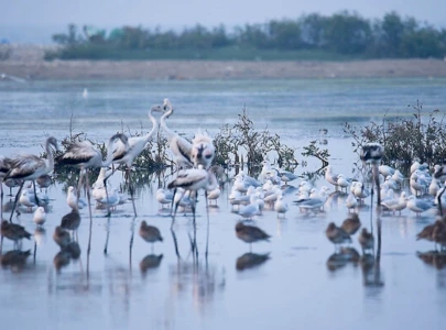 pakistan s wetlands face severe threats from climate crisis pakistan s wetlands face severe threats from climate crisis